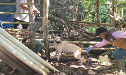 Kementan Gerak Cepat Tangani Kasus Rabies di Maros, Vaksin Darurat Langsung Diterjunkan