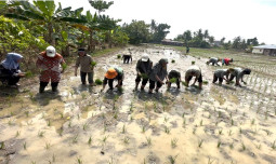 Antisipasi Kemarau, Kementan Percepat Tanam Serempak di Kabupaten Deli Serdang