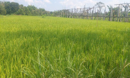 Kementan dan Pemda Perkuat Antisipasi Kemarau, Pastikan Pertanaman Padi Gunungkidul Tetap Aman Hingga Masa Panen